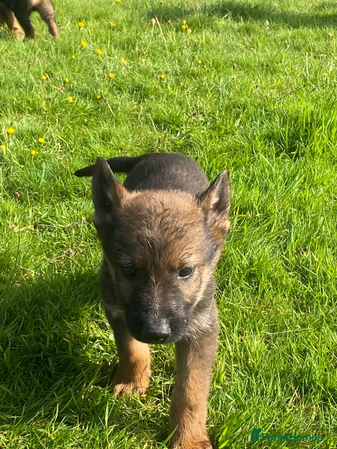 German Shepherd dogs for sale: German shepherd  - Image 7