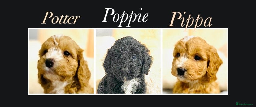 Cockapoo dogs 🌟EXCEPTIONAL F1 SMALL COCKAPOOS~READY FROM MAY 🌟 - Advert 10