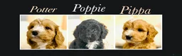 Cockapoo dogs for sale: 🌟EXCEPTIONAL F1 MINI COCKAPOOS~READY FROM MAY 🌟 - Advert 1