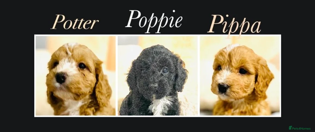 Cockapoo dogs for sale: 🌟EXCEPTIONAL F1 MINI COCKAPOOS~READY FROM MAY 🌟 - Advert 1