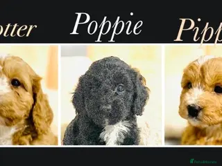 Cockapoo dogs 🌟EXCEPTIONAL F1 MINI COCKAPOOS~READY FROM MAY 🌟 - Advert 14