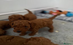 Toy Poodle dogs for sale: 6 Exquisite Red Toy Poodles. Parents DNA Clear - Image 20