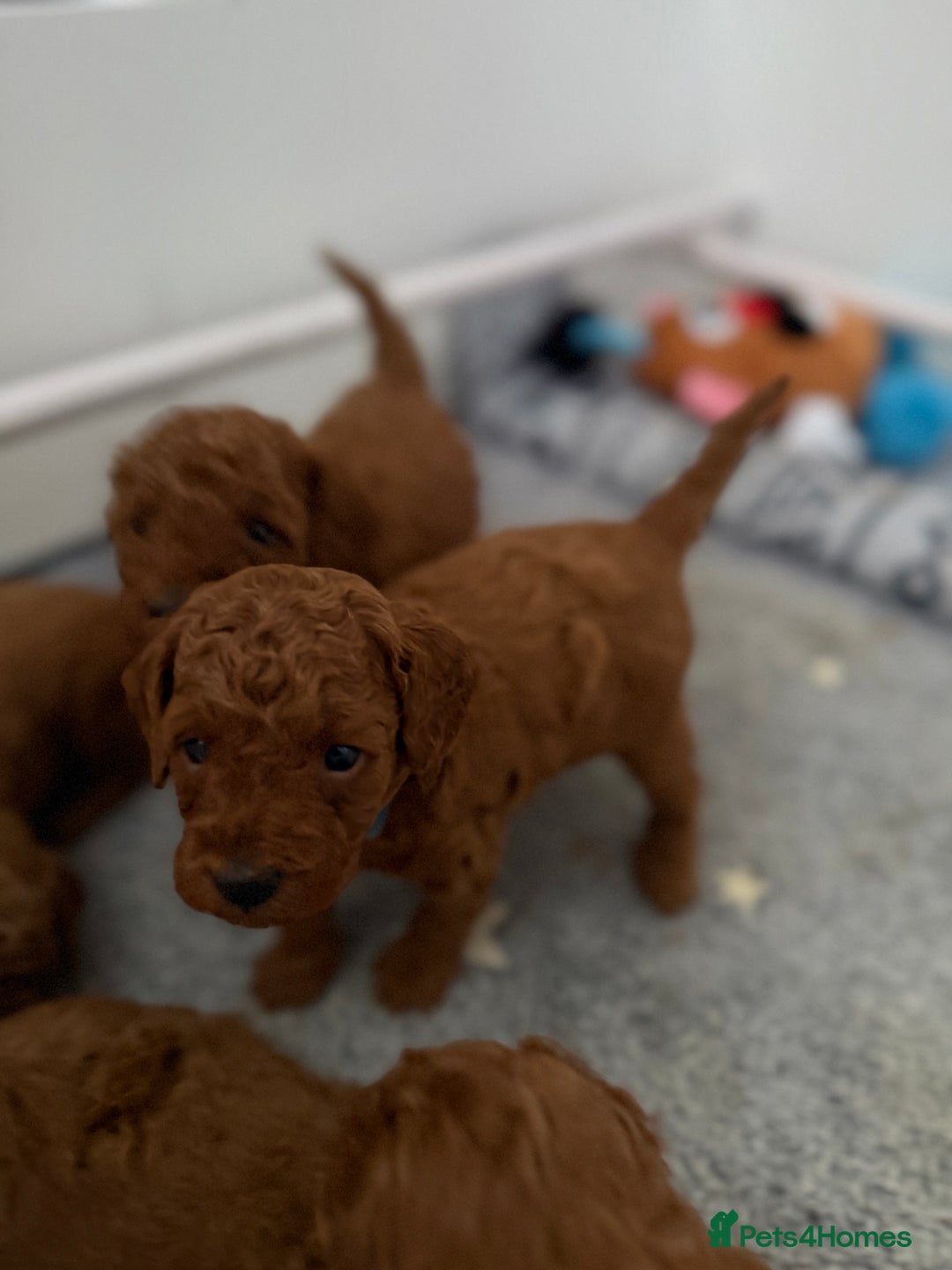Toy Poodle dogs for sale: 6 Exquisite Red Toy Poodles. Parents DNA Clear - Image 20