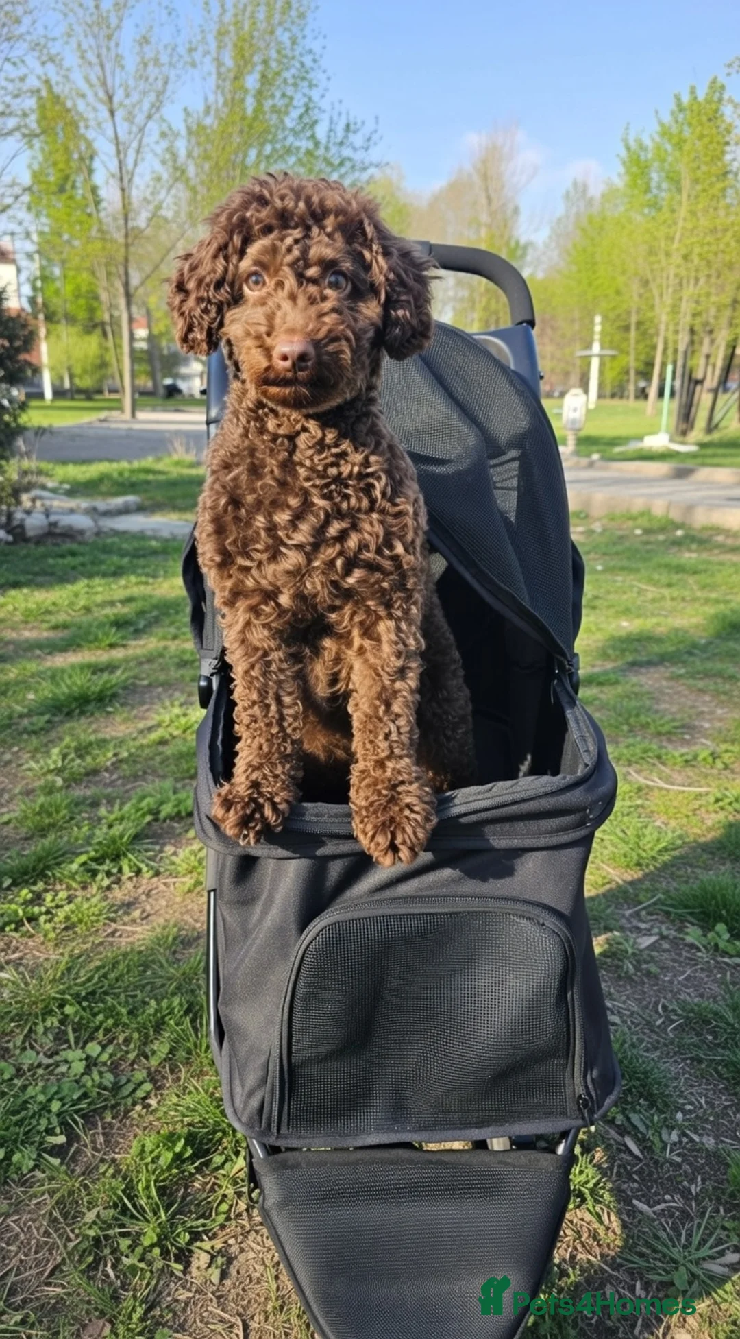 Poodle dogs for sale: Toy Poodle  - Advert 6