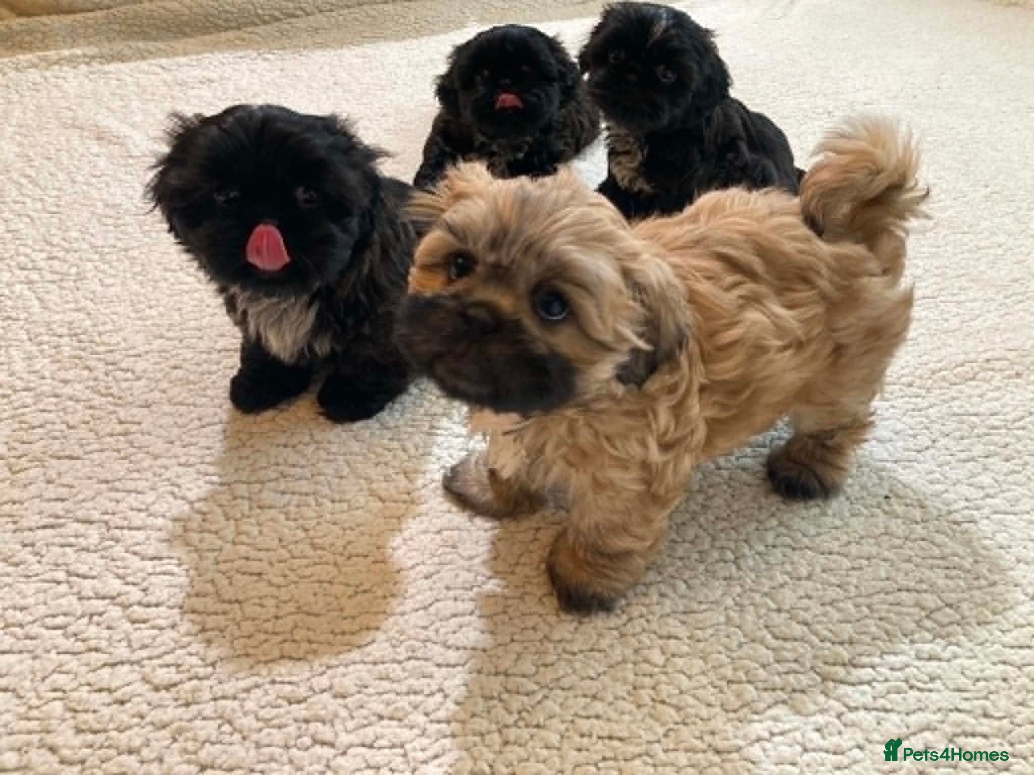 Shih Tzu dogs Outstanding Shih Tzu Puppies - Advert 2
