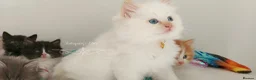 Ragdoll cats for sale: £Negotiable Beautiful cross Ragdoll/Persian😻😻😻 - Advert 28