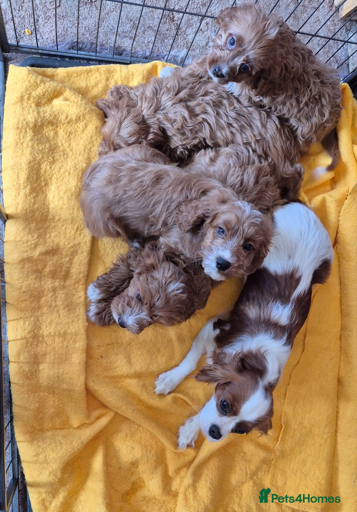 Cavapoo dogs for sale: Beautiful red apricot Cavapoo boy - Advert 2
