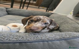 Dachshund dogs for sale: Needs rehoming ASAP - Image 8