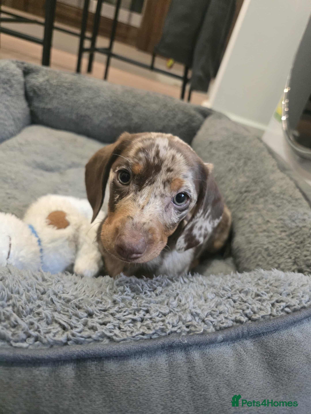 Dachshund dogs for sale: Needs rehoming ASAP - Image 8