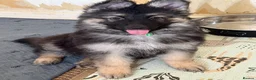 German Shepherd dogs for sale: German shepherd pups  - Advert 3