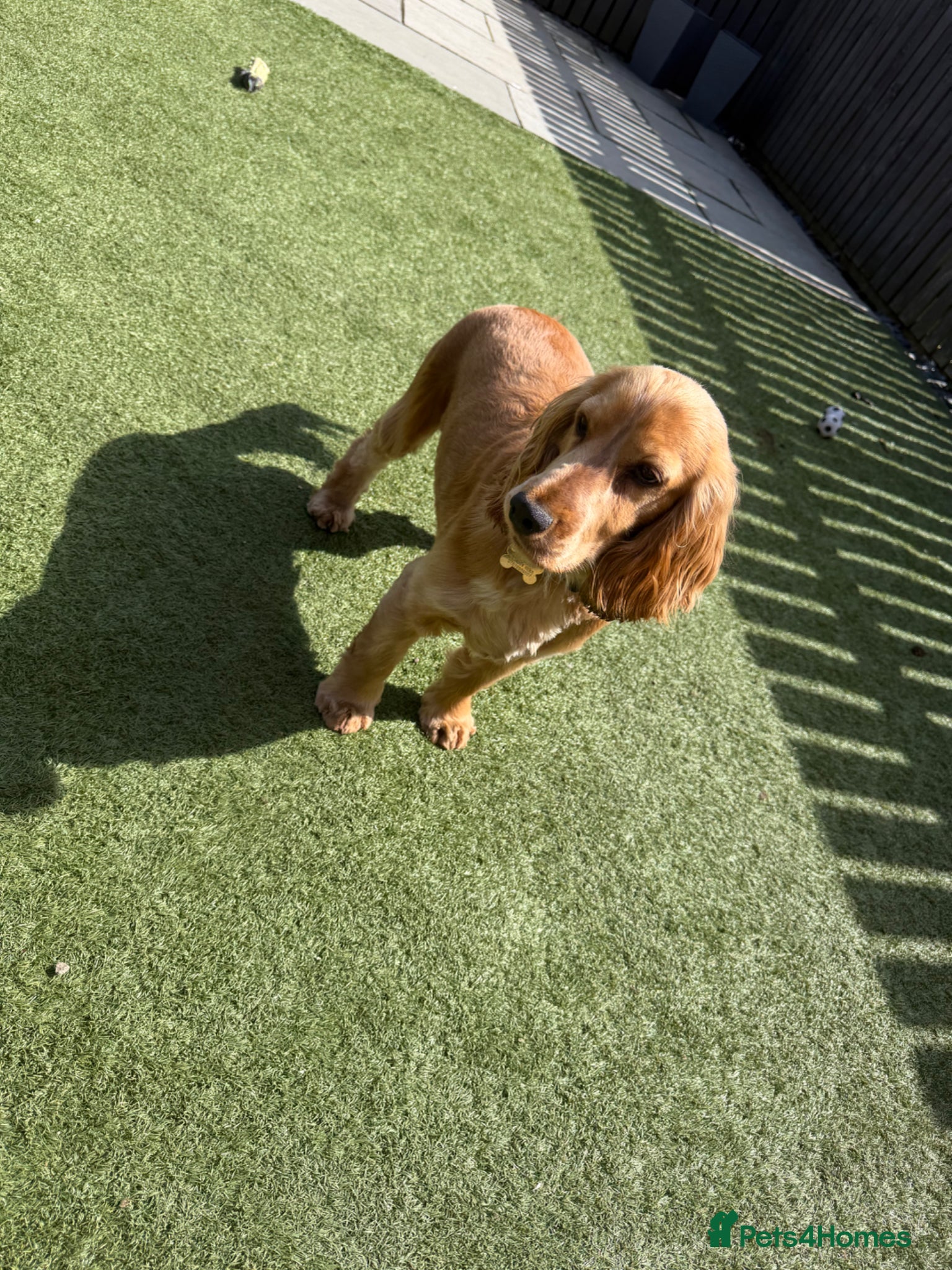 Cocker Spaniel dogs Kc reg show cocker spaniel male and female  - Advert 15