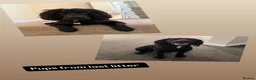 Cocker Spaniel dogs for sale: Stunning KC Cocker Spaniel Puppies - Advert 25