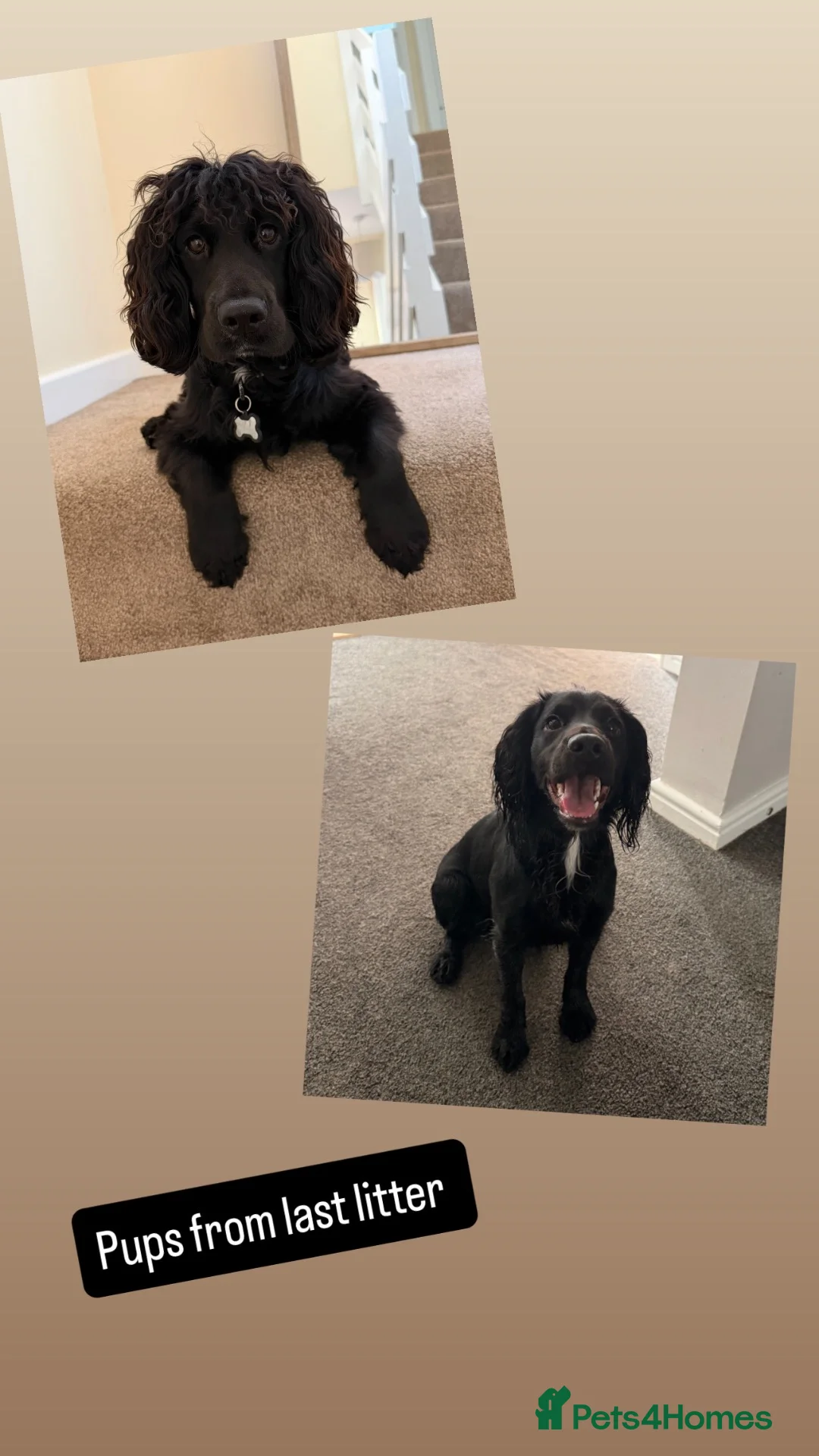 Cocker Spaniel dogs for sale: Stunning KC Cocker Spaniel Puppies - Advert 25