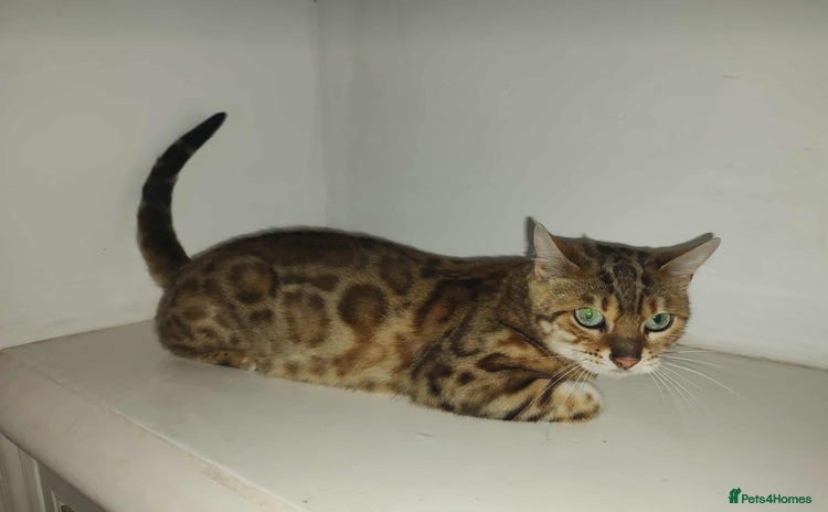 Bengal cats - Advert 14