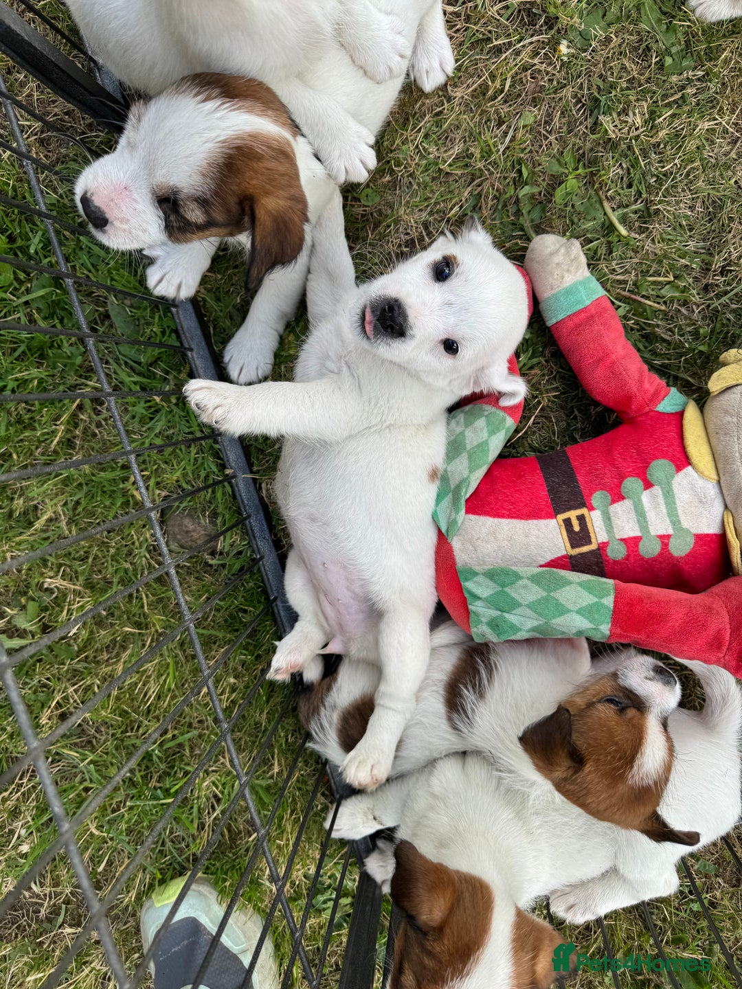 Jack Russell dogs for sale: Jack Russell Puppies *Ready Now* - Image 28
