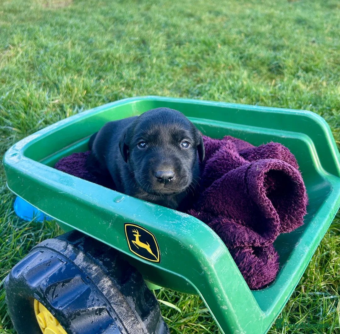 Labrador Retriever dogs for sale: Labrador Puppies - Advert 30