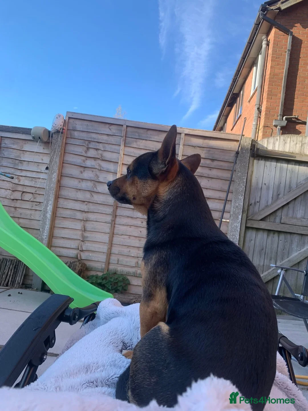 Mixed Breed dogs for sale: 5 year old JRT x Chihuahua for sale  - Advert 6