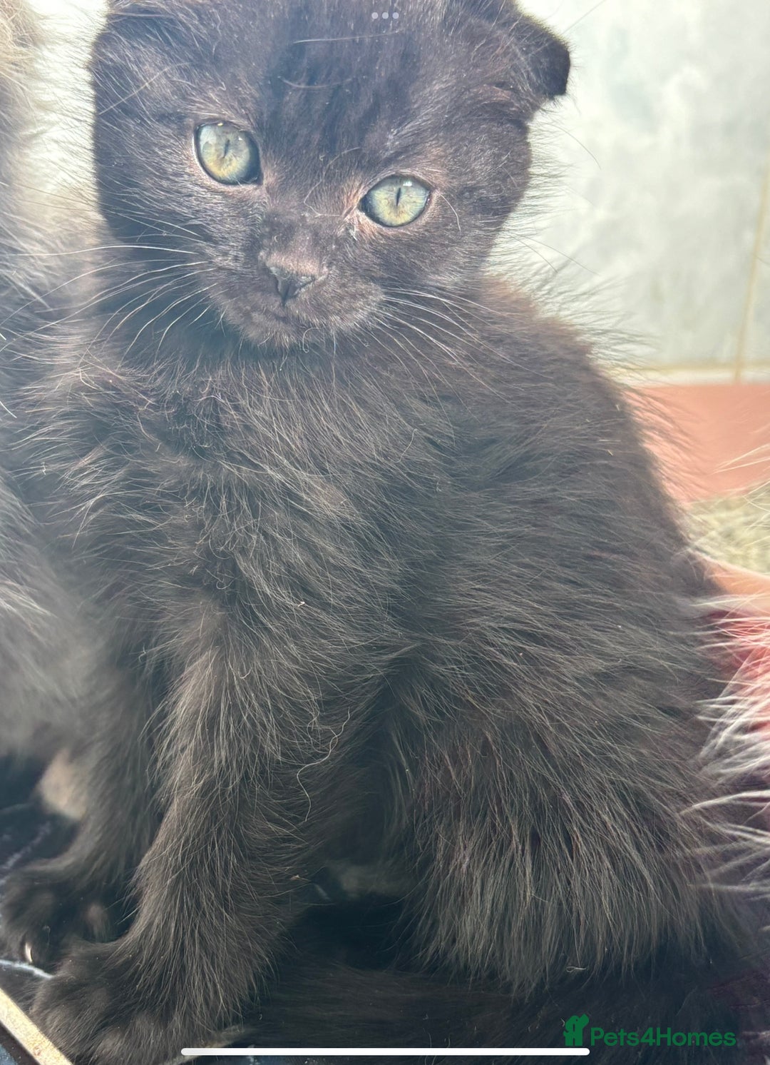 Scottish Fold cats for sale: 5 fluffy Scottish fold kittens  - Image 18
