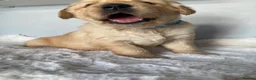 Golden Retriever dogs for sale: Chunky kc registered golden retriever puppy’s  - Advert 17