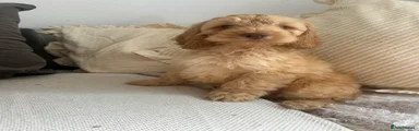 Cockapoo 2