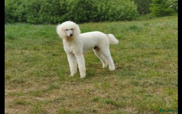 Labradoodle dogs for sale: Labradoodle puppies, health tested parents  - Image 13