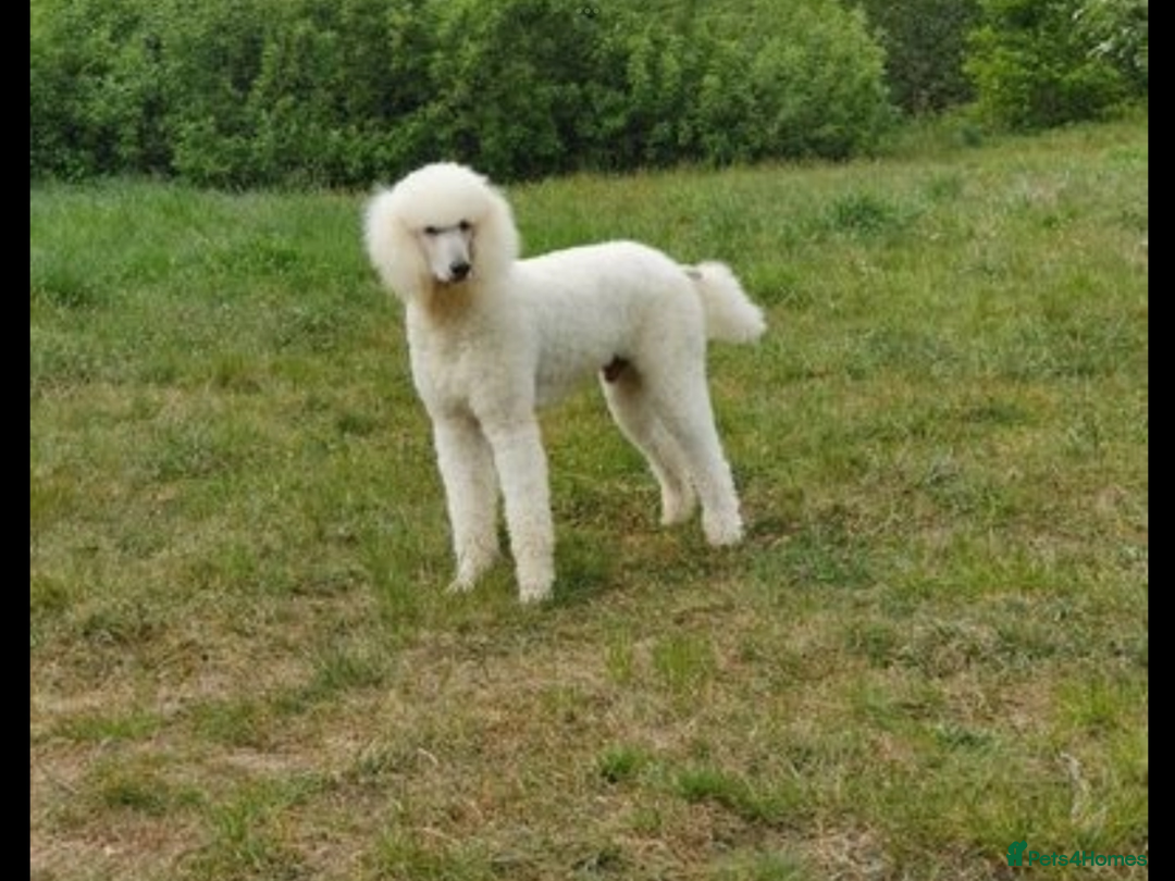 Labradoodle dogs for sale: Labradoodle puppies, health tested parents  - Image 13