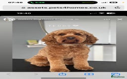 Cockapoo dogs for sale: Westcraigs Cockapoos - Image 3