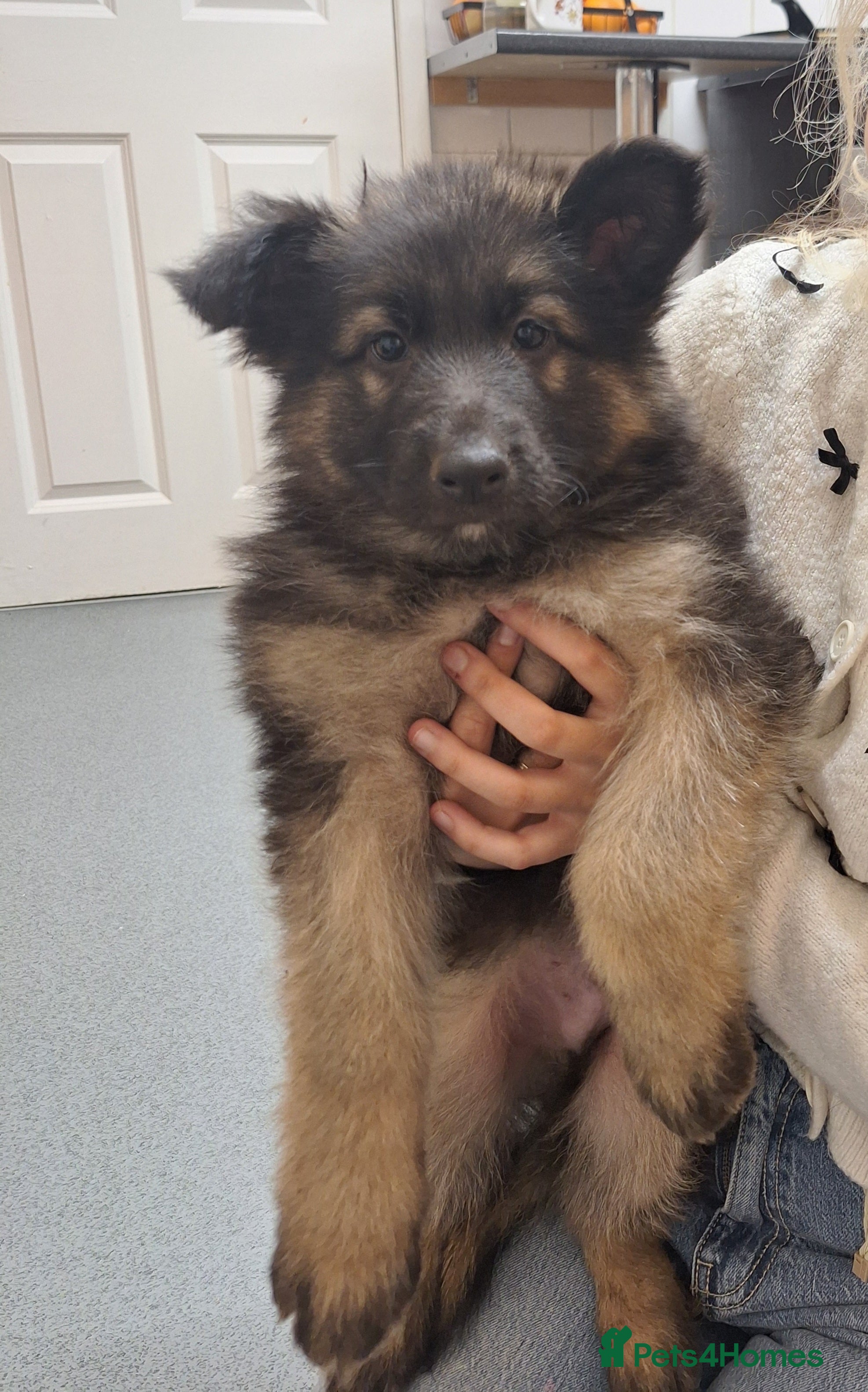 German Shepherd dogs Long haired german shepherd  - Advert 3