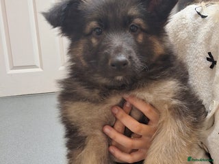 German Shepherd dogs Long haired german shepherd - Advert 2