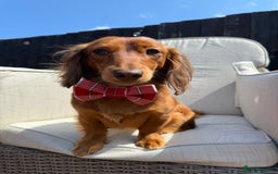 Dachshund dogs for stud: Miniature Red Long Haired Dachshund For Stud  - Image 8