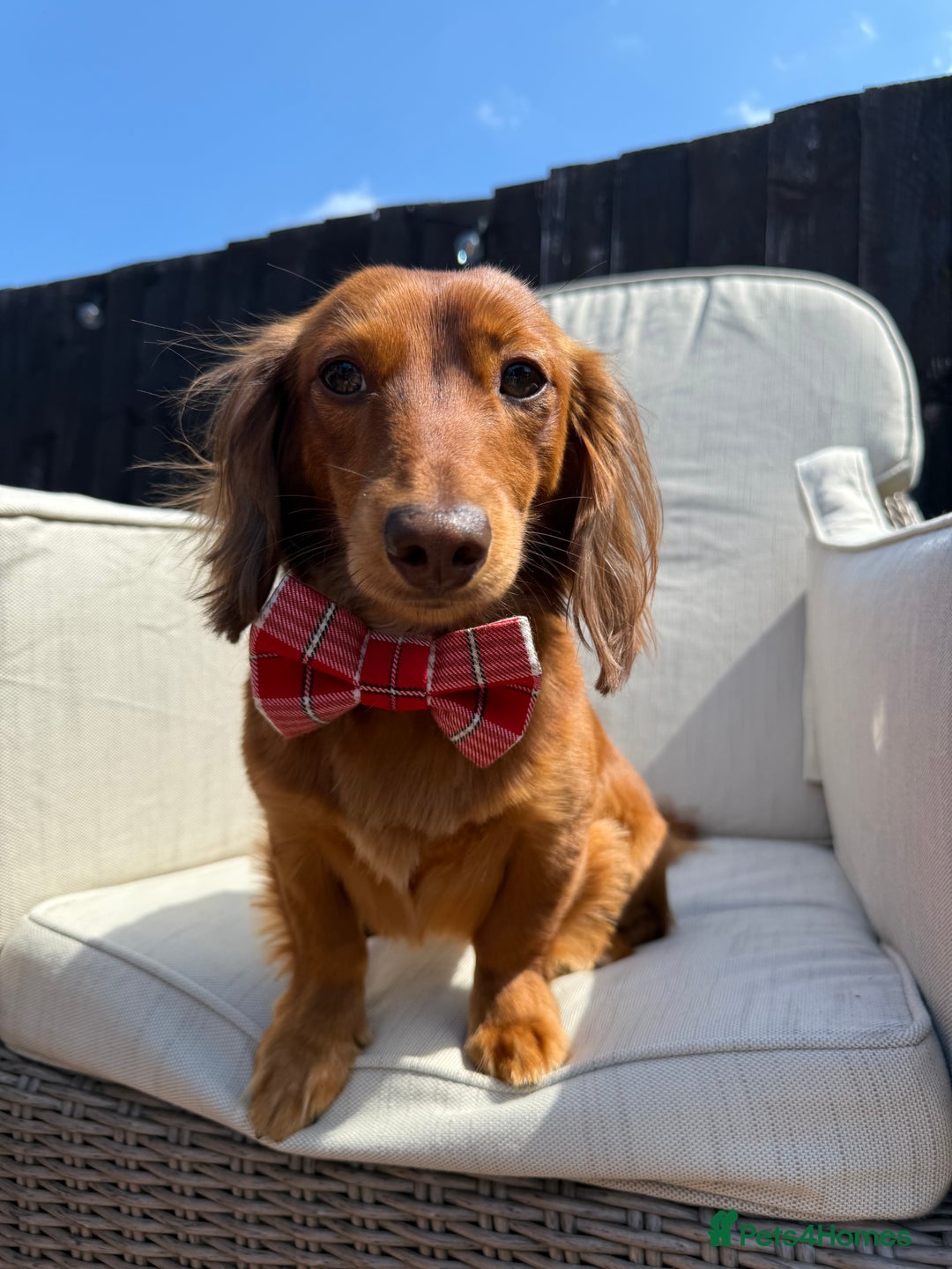 Dachshund dogs for stud: Miniature Red Long Haired Dachshund For Stud  - Image 8