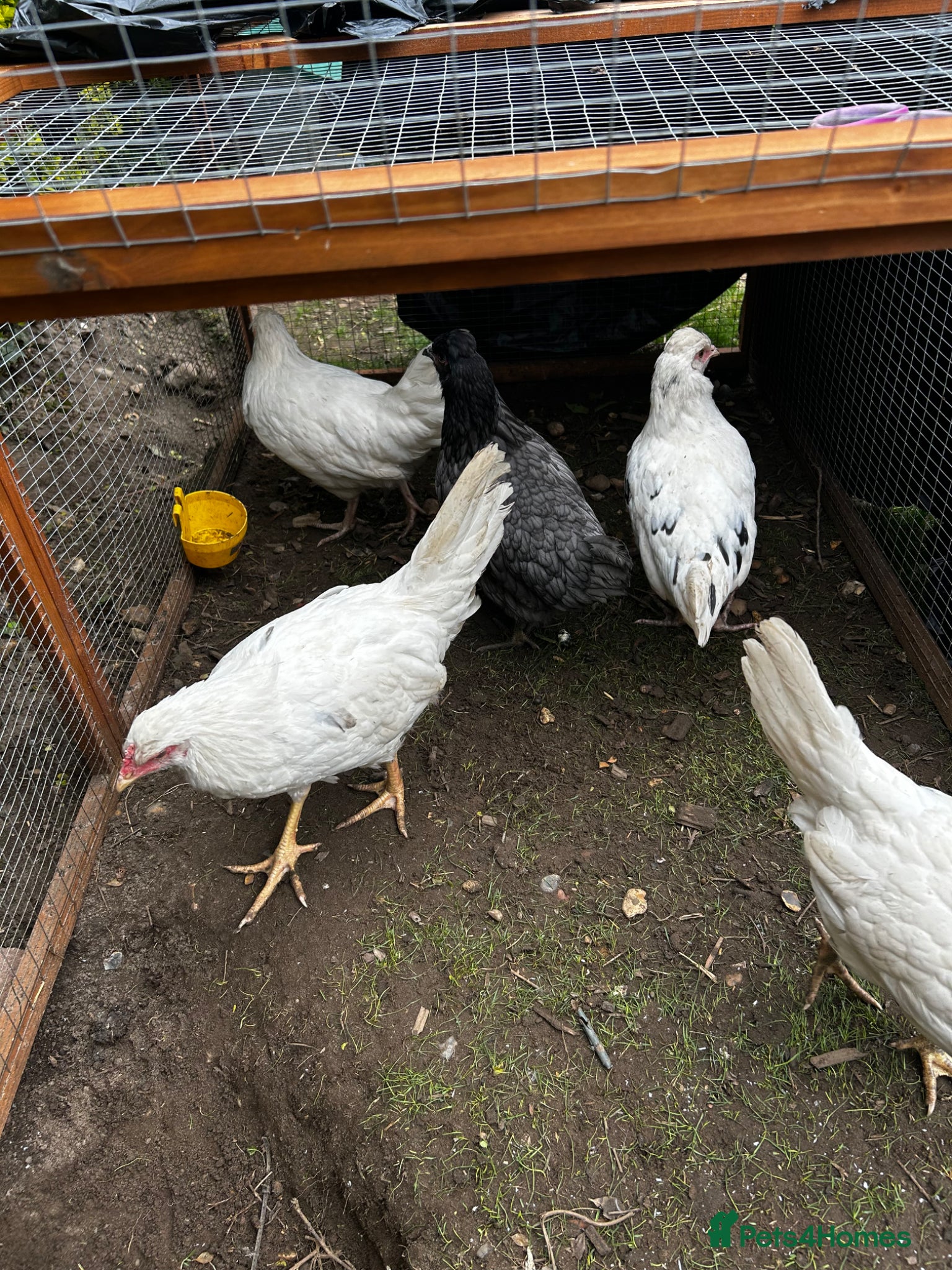 Chickens poultry 8 grower chickens for sale  - Advert 1