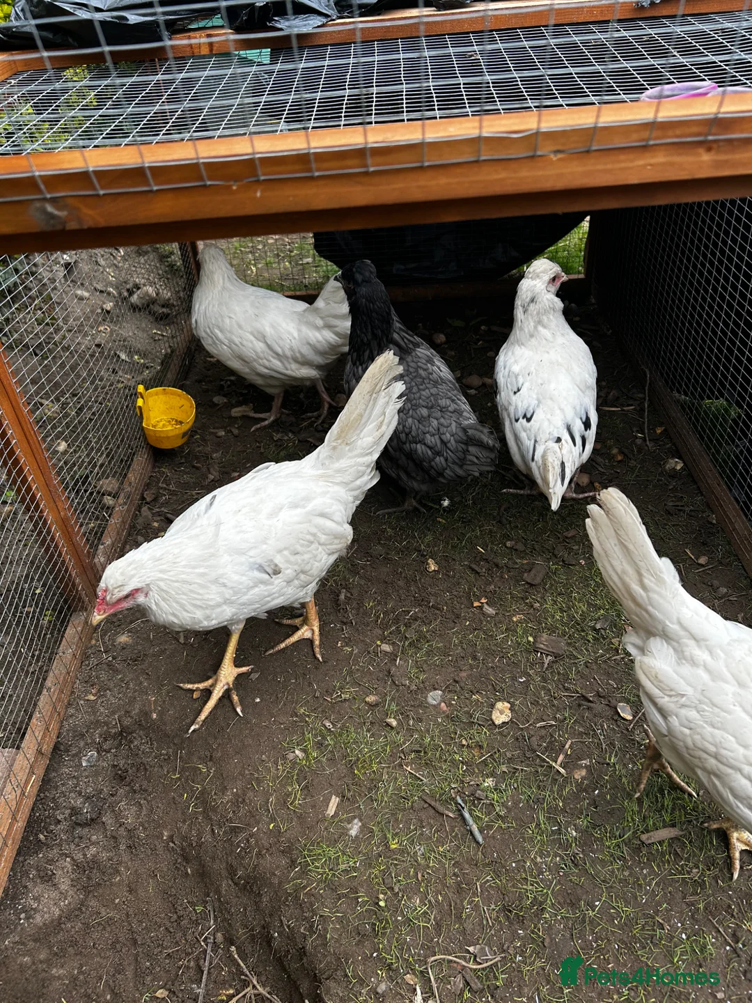Chickens poultry for sale: 8 grower chickens for sale  - Advert 1