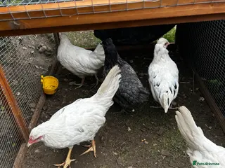 Chickens poultry 8 grower chickens for sale - Advert 1