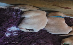 Labrador Retriever dogs for sale: 6 beautiful Labrador (all reserved)  - Advert 23