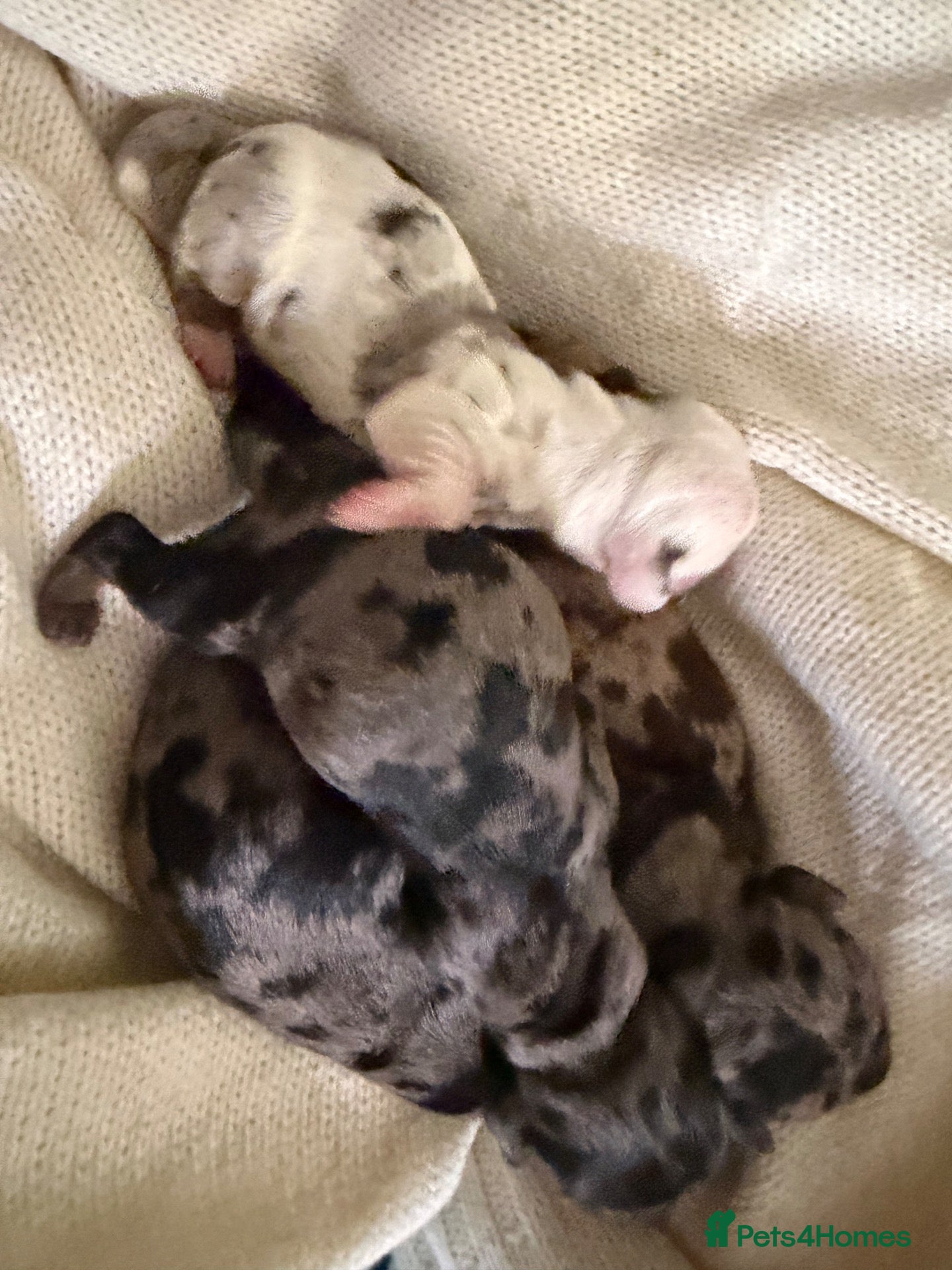 Miniature Dachshund dogs Stunning litter of miniature dachshund puppies  - Advert 1