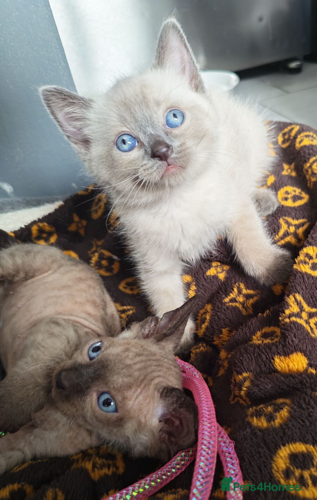 Mixed Breed cats Stunning sphynx x ragdoll kittens  - Advert 1