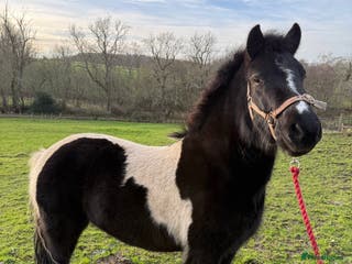 Other Breed horses Bramble – Sweet, Unbroken 12.1 Pony. - Advert 8