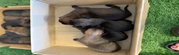 Belgian Shepherd Dog dogs for sale: DARK KC REG BELGIAN MALINOIS PUPPIES - Advert 9