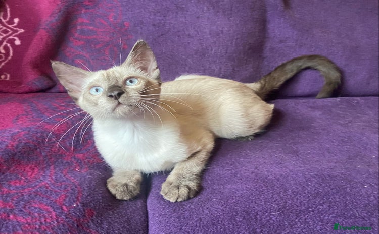 Siamese cats - Advert 3