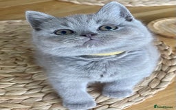 British Shorthair cats for sale: Gorgeous Blue and Lilac British shorthairs - Advert 14