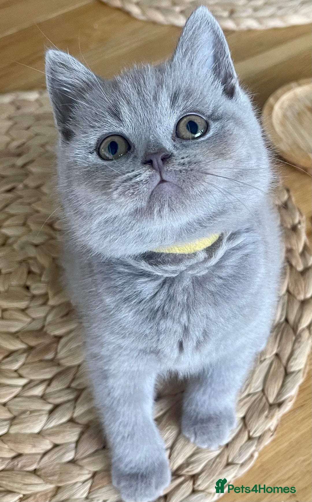 British Shorthair cats for sale: Gorgeous Blue and Lilac British shorthairs - Advert 14