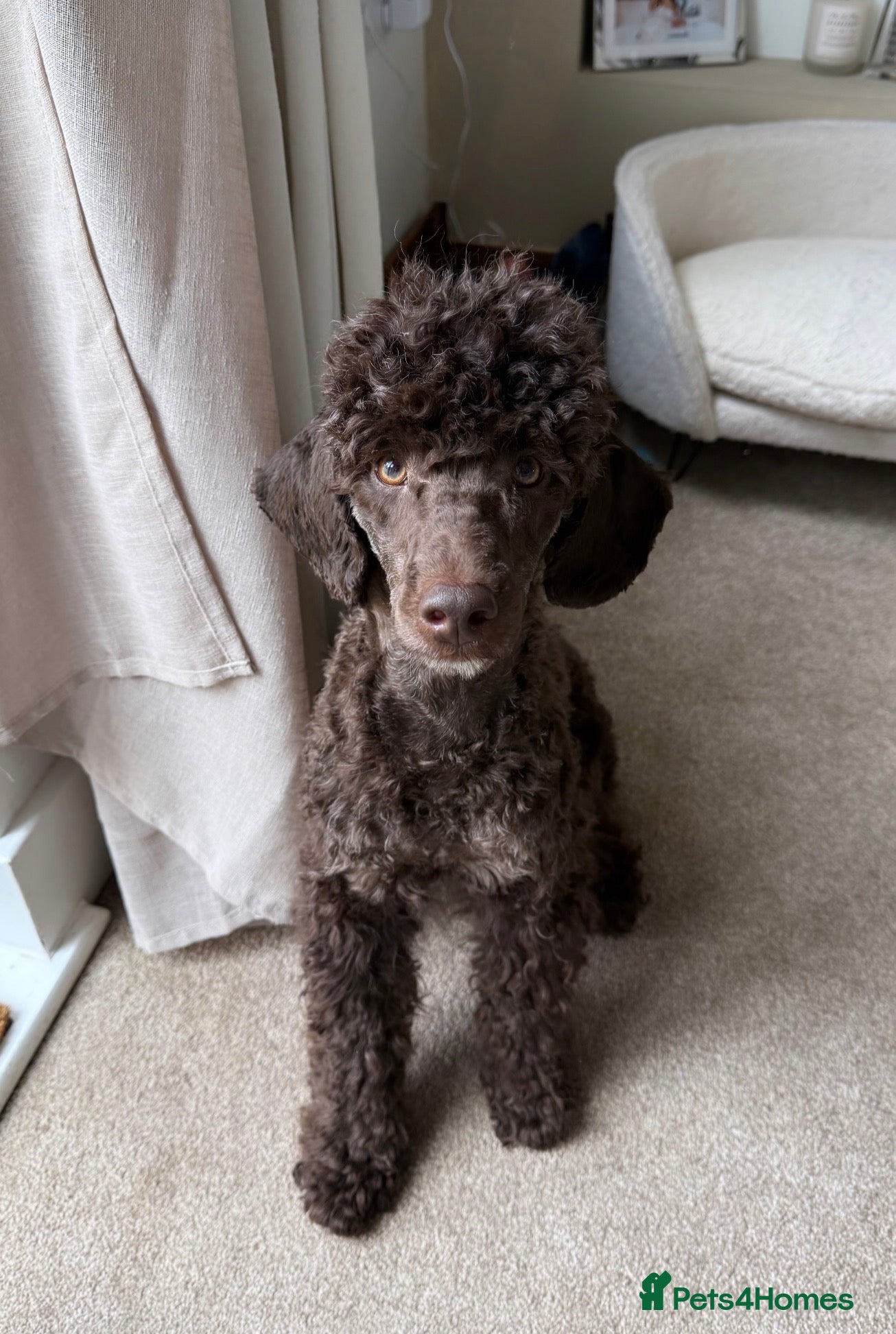 Miniature Poodle dogs Vinnie our minature poodle - co own  - Advert 3