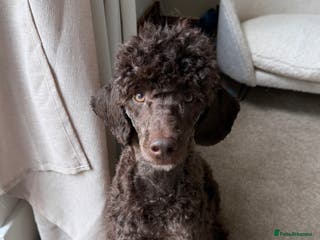 Miniature Poodle dogs Vinnie our minature poodle - co own - Advert 3