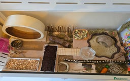 Hamster rodents for sale: Syrian Hamster - Image 9