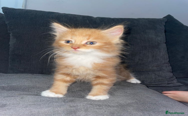 Mixed Breed cats - Advert 3
