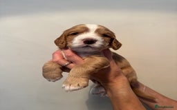 Cocker Spaniel dogs for sale: Cocker Spaniel puppies - Image 5