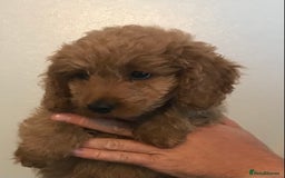 Cockapoo dogs for sale: 🐩🐶STUNNING F1 COCKAPOO PUPPIES🐶🐩 - Image 13