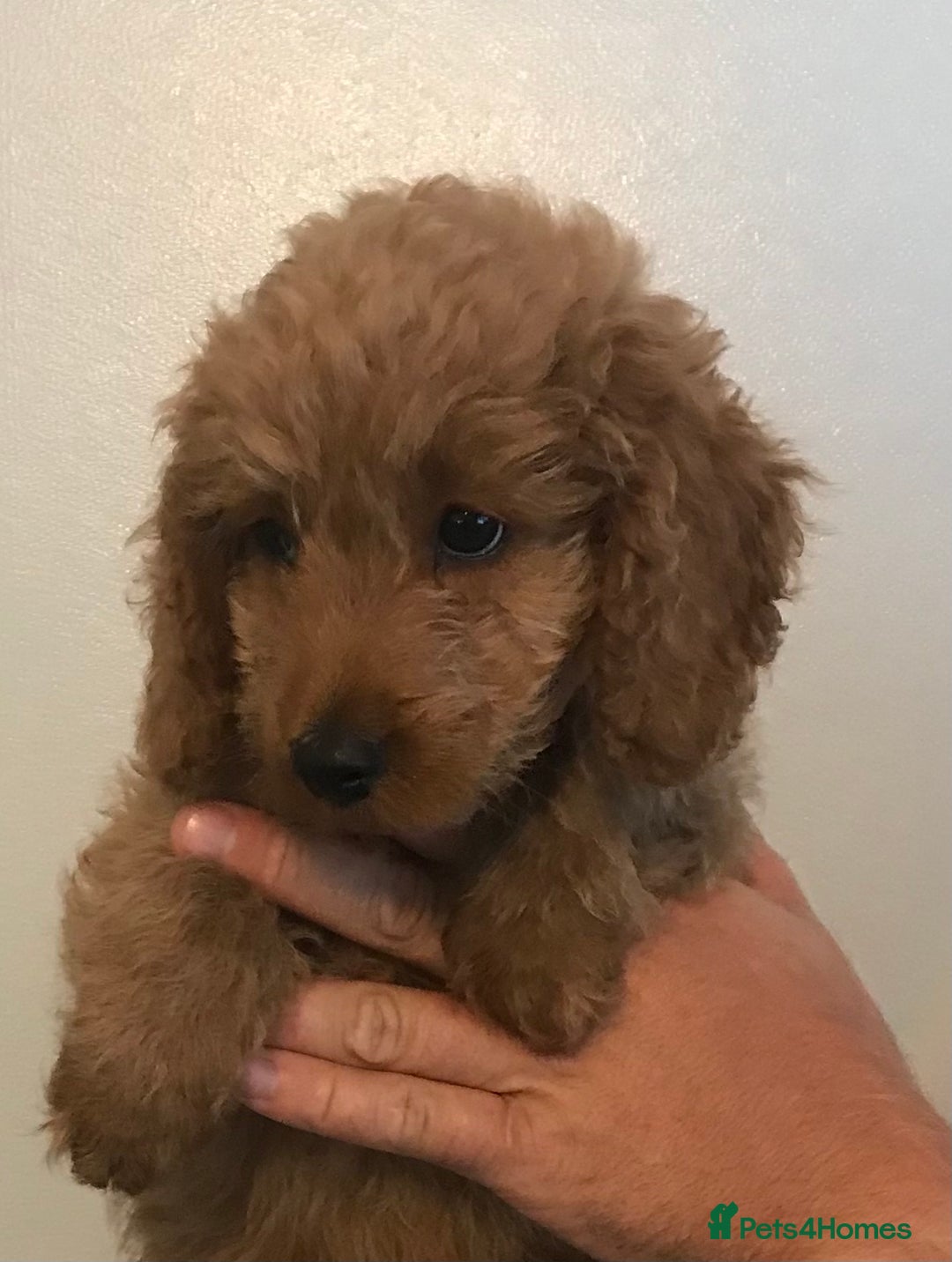 Cockapoo dogs for sale: 🐩🐶STUNNING F1 COCKAPOO PUPPIES🐶🐩 - Image 13
