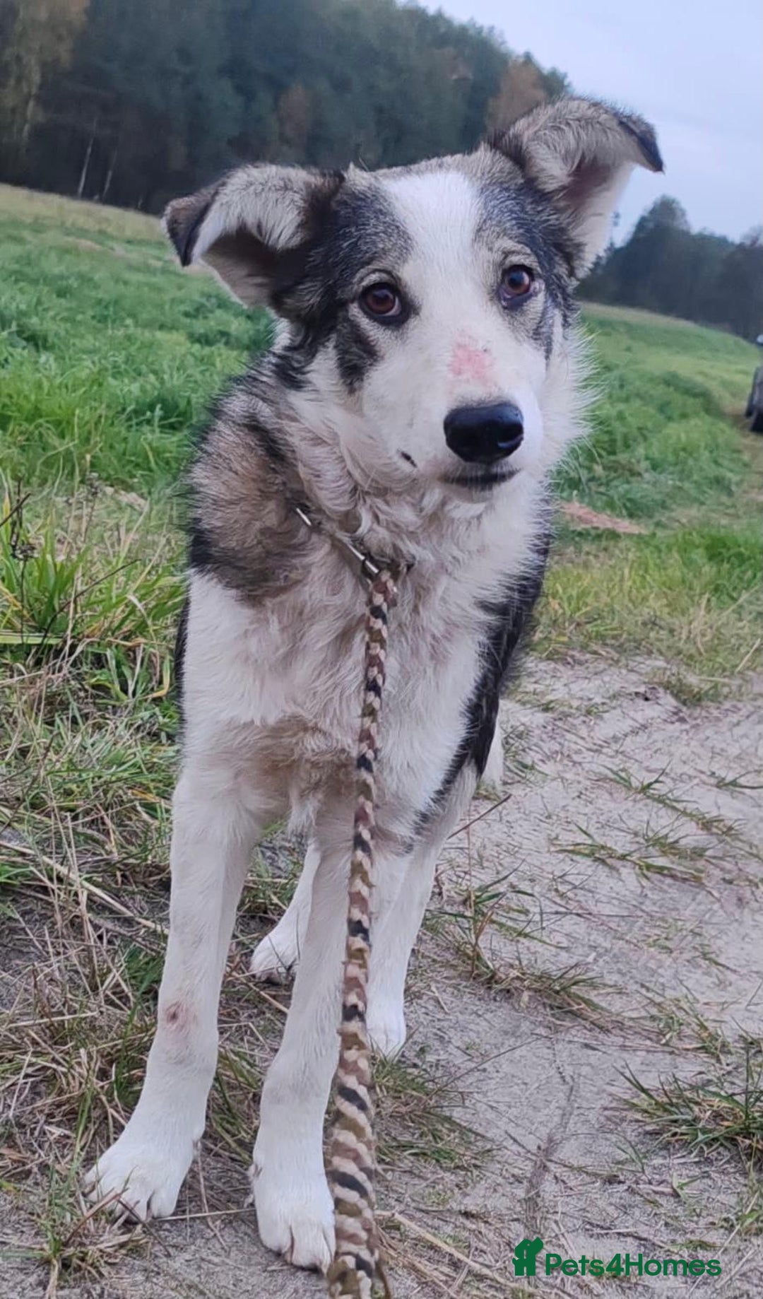 Border Collie dogs for adoption: DANNY – Border Collie (Male) - Advert 3